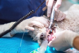 Tierzahnheilkunde vom Empfang bis zur erfolgreichen Operation