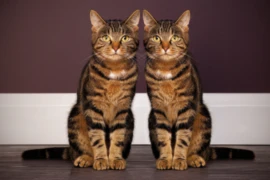 Die Katze mit CNE – sehen Sie den Unterschied?