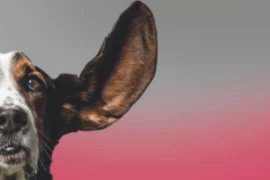 Otitis Banner Vetnurse2.png