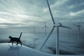Dechra_VetNurse_HyperthyreoseKatze_300x200_72dpi.webp