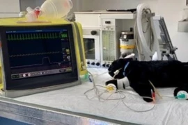 D_24_08_06_Reanimation_beim_Kleintier_300x200.jpg
