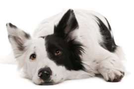 Is this love that I'm feeling or is it fear - Recognising Signs of Stress and Anxiety in Rescue Pets