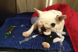 Just Paws and Breathe - Nursing the Brachycephalic Patient like a Pro 