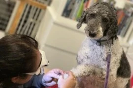 Bite Less, Wag More – Stress-Free Handling for Reactive Dogs, at Home and in the Clinic
