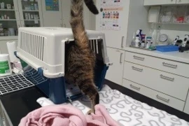 <span>Transporttraining für Katzen </span>