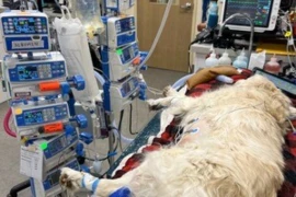 Don't be a Sceptic: Nursing and Anesthesia in Sepsis