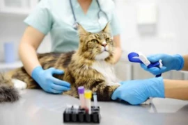 Pre-anaesthetic Assessment of the Small Animal Patient