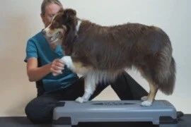 Postoperative Rehabilitation following Cruciate Surgery for Nurses