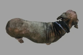 Reduce the Risk of Zoonotic Diseases 300x200 (1).png