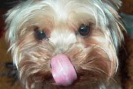 Sondenernährung für Hund und Katze_Bild_300_200.jpg