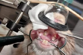 Anaesthesia in Exotics 