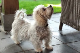 The Cushings Conundrum: From Diagnosis to Nursing Care