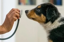 D_nurse_24_06_13_wer_stoert_Titelbild_300x200.jpg