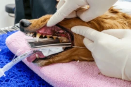 All about Dental Radiology for Vet Nurses