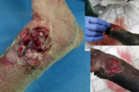 Effective wound management in the emergency clinic