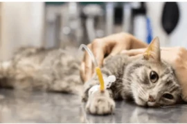 cat (1).png