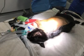 Nursing Care of the Surgical Respiratory Patient