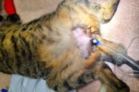 FLUTD - Urinary Catheter Management in the Post-Obstructed Cat