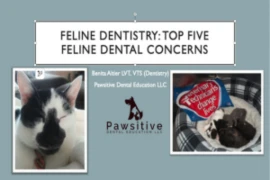 E_26_05_20_Feline Dentistry- Top Five Feline Dental Concerns?_300x200.png