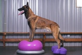 D_nurse_24_10_08_Gleichgewicht_beim_aelteren_Hund_Titelbild_300x200.jpg