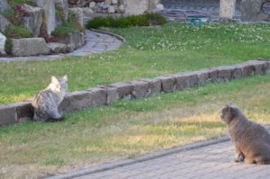 Stress im Katzenhaushalt