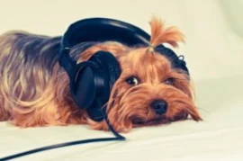 <span><span>Was hilft wirklich bei Geräuschangst? Neues aus der Wissenschaft </span></span>