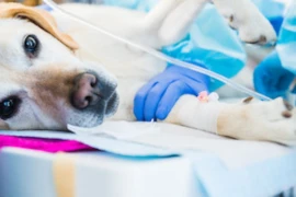 Onkologie in der Kleintierpraxis - die Behandlung von Tumorerkrankungen
