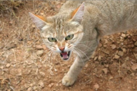 <p>Die böse Katze (gibt es nicht)</p>