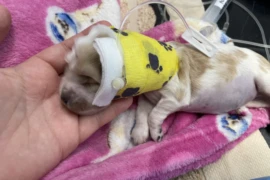 neonate jugular catheter 2088 (1)150.jpeg