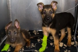 Der infektiöse Patient auf der Station - Was gibt es zu beachten?