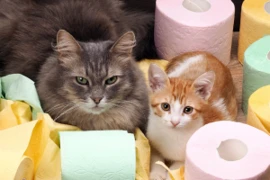 Alarm im Darm bei der Katze