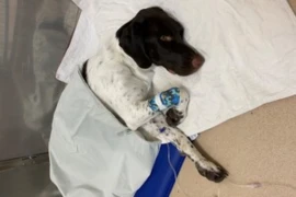 When the Hypos make you Hyper - Hypoadrenocorticism for Nurses