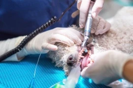 Tierzahnheilkunde vom Empfang bis zur erfolgreichen Operation 
