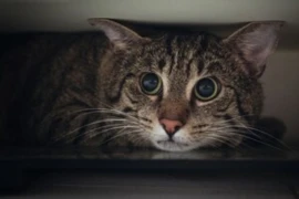 <p>Triage and treatment of mental, emotional and pain presentations in the feline emergency patient</p>