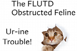 The FLUTD Obstructed Patient - Ur-ine Trouble!