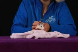 Medical Training und Tellington TTouch für kleine Heimtiere