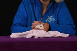 Medical Training und Tellington TTouch für kleine Heimtiere