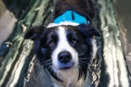 Physiotherapie bei Hund und Katze