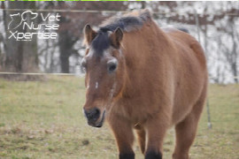 Rentner auf 4 Hufen - Alte Pferde richtig füttern und bewegen (6 von 6)