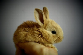 Handling kleiner Heimtiere – sicher mit Kaninchen und Co. umgehen