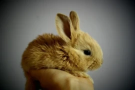 rabbit-ga6b6f0a18_300x200.jpg
