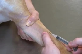 Veins for Vet Nurses