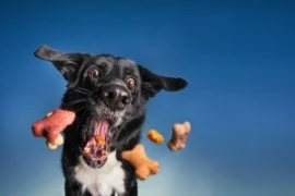 Aktuelle Fütterungstrends bei Hund und Katze