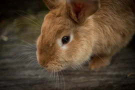 Sedation and Anaesthesia of Rabbits for Veterinary Nurses 