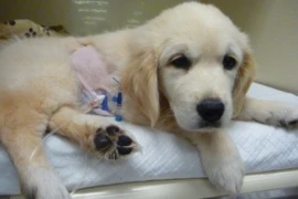 Different Analgesic Techniques in Small Animals