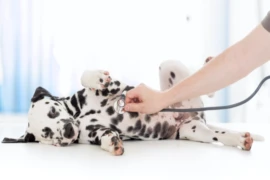 Stressfreie Tierarztbesuche?! Mit ein wenig Planung und Training klappt's!