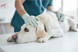 Is it safe to wait? A practical approach to triage