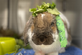 Don't Worry, be Hoppy! - Nursing the Exotic Mammal Patient