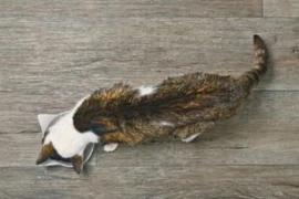 Feline Hyperthyroidism for Nurses
