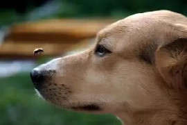 bee-sting-on-dogs-prevention_300x200.jpg